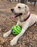 Pet toy ball, interactive dog toy, makes funny sounds when rolling or shaking, pets know best
